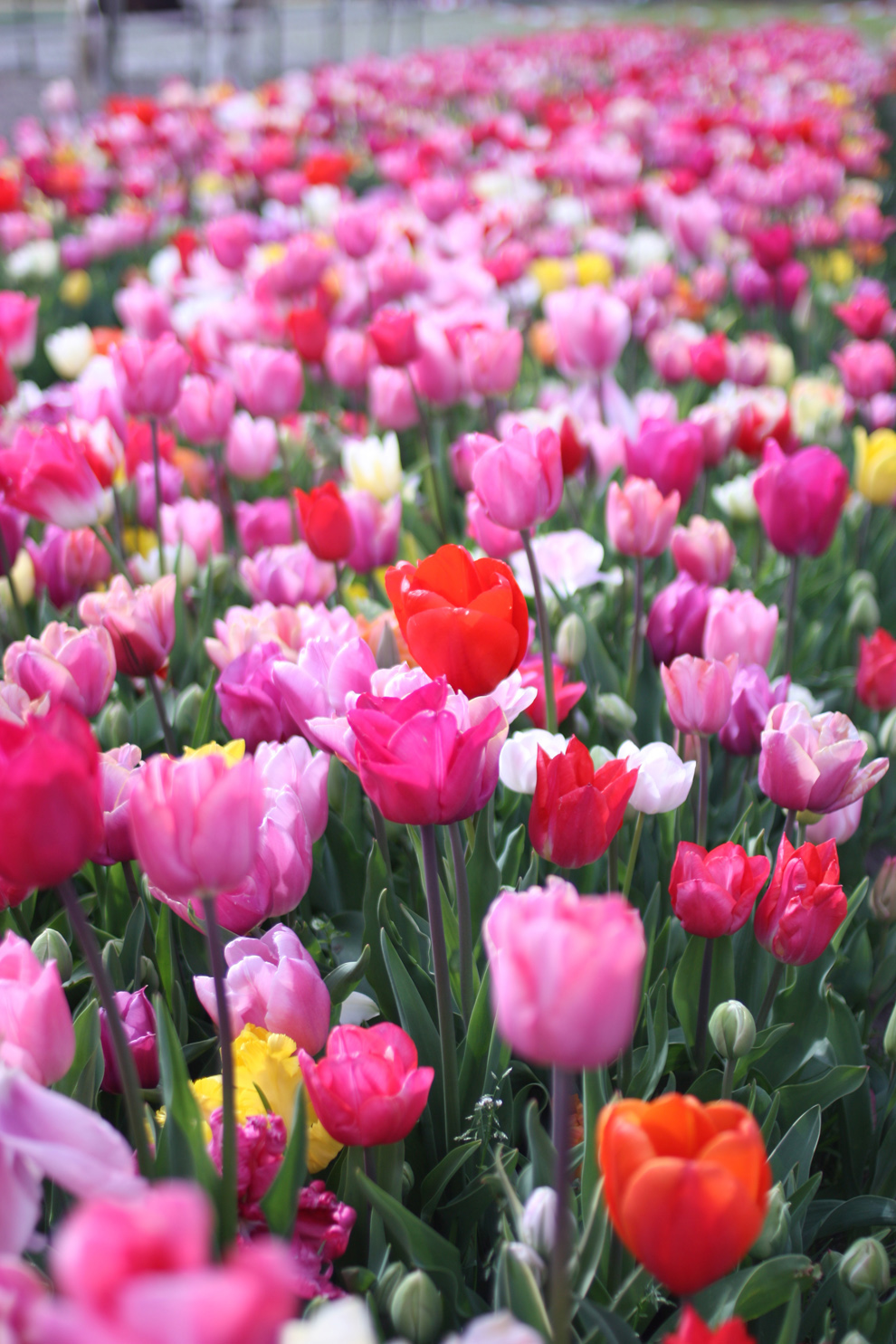 Keukenhof14__Annemiekes_Pluktuin_pnik_tulips1.jpg