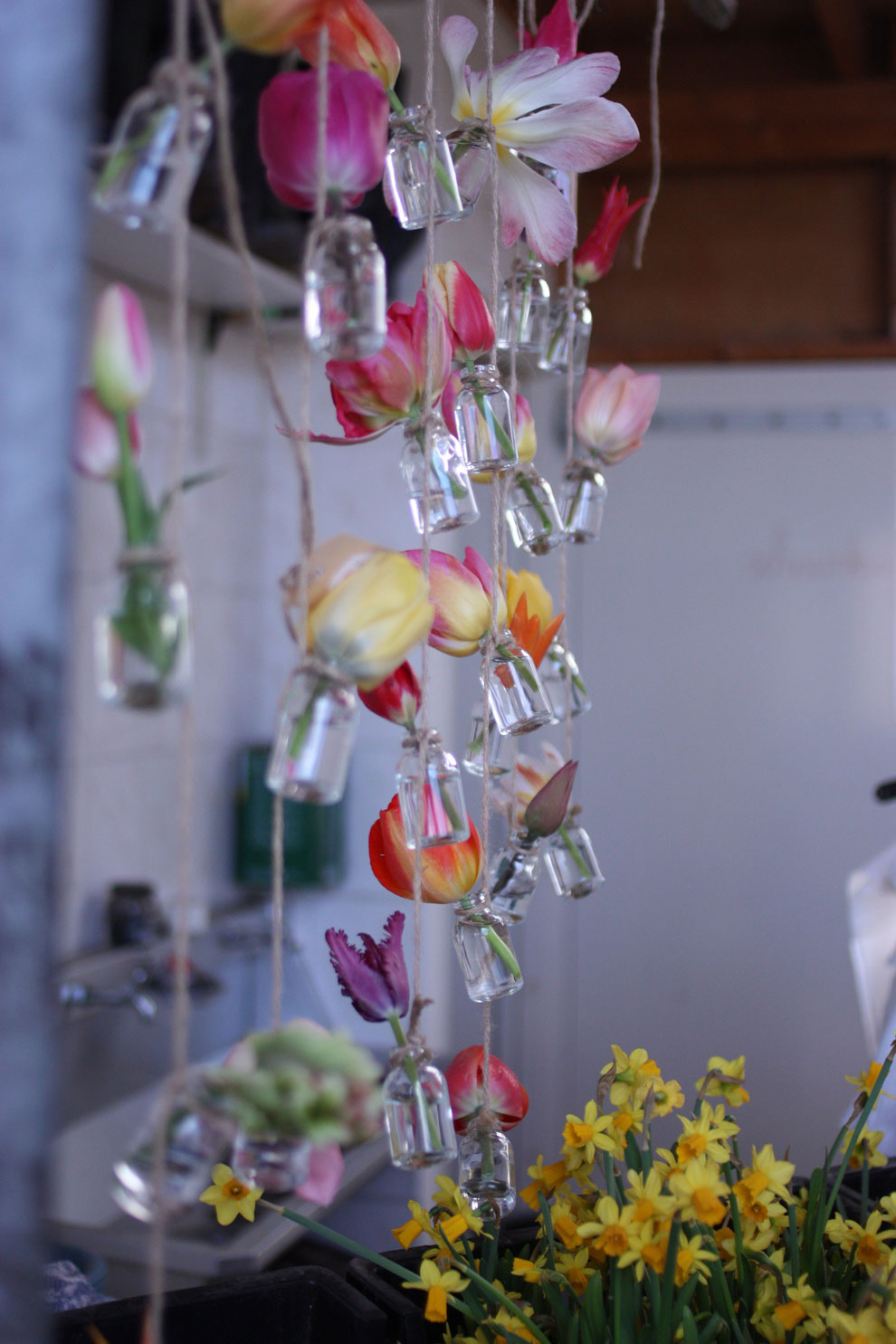 Keukenhof14_hanging_tulips.jpg