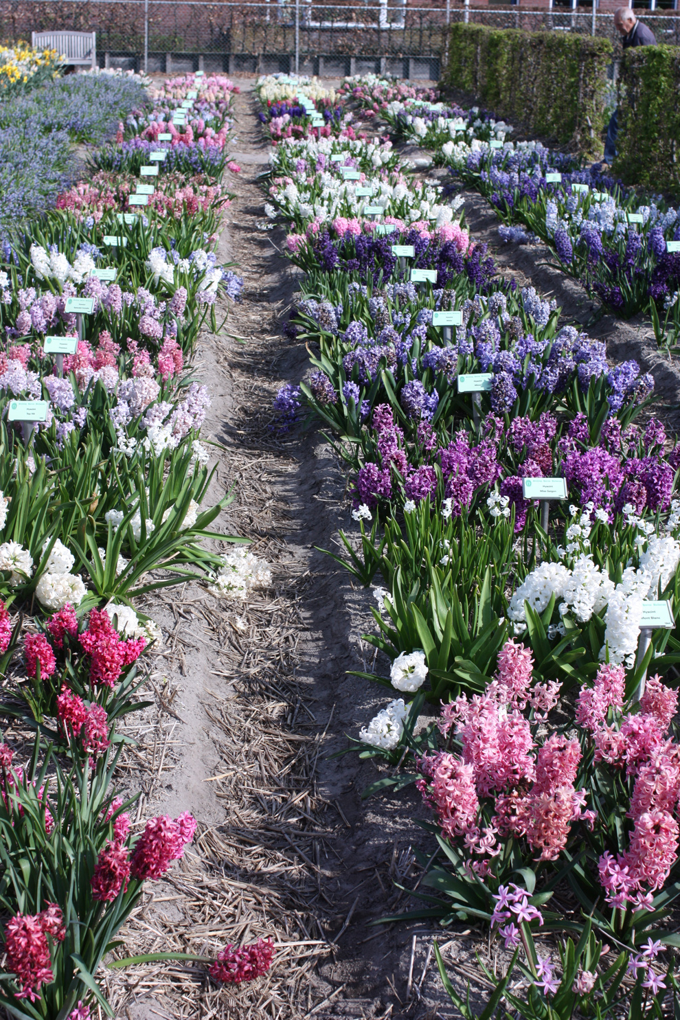 field-of-hyacinths.jpg