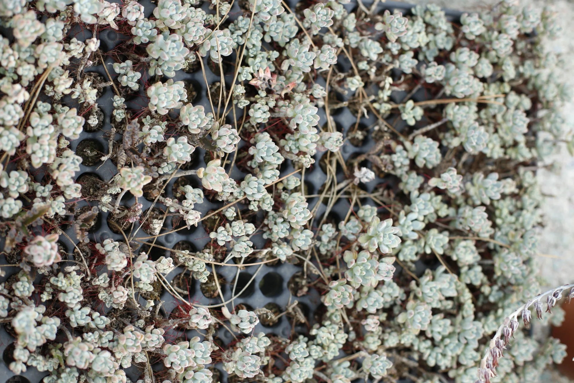 succulentes by madame love