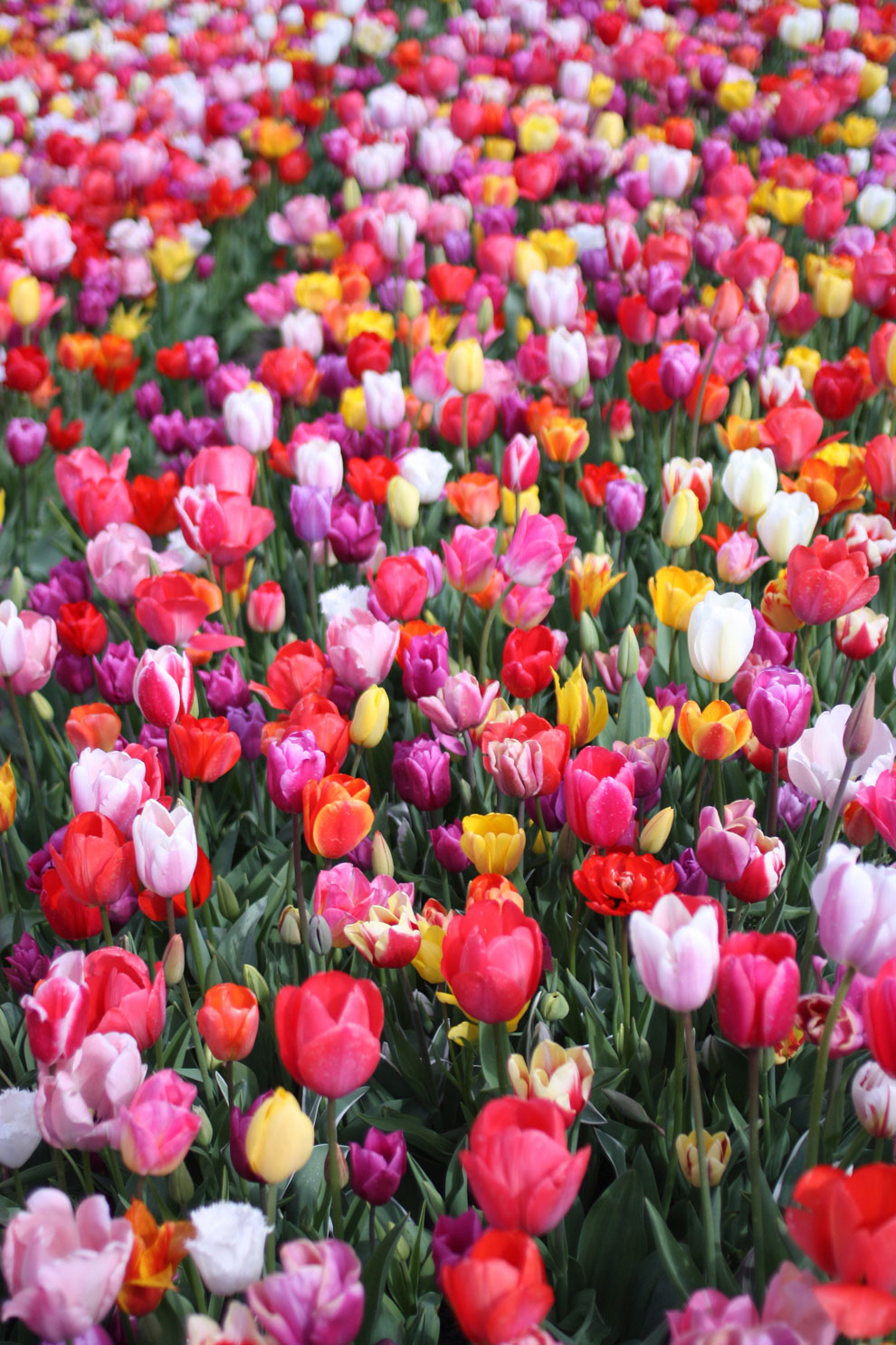 Keukenhof14_colourful_tulip1.jpg