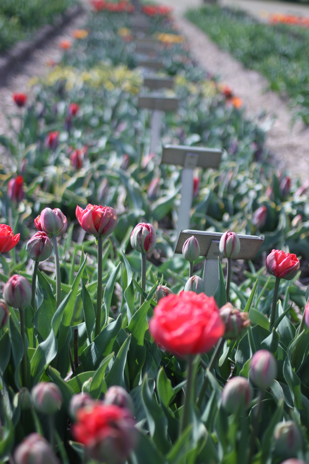 red-tulips.jpg