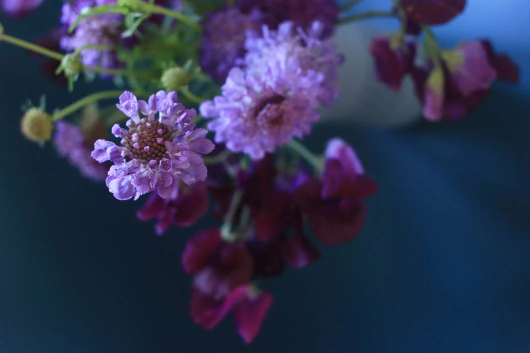 scabiosa sweet peas 10