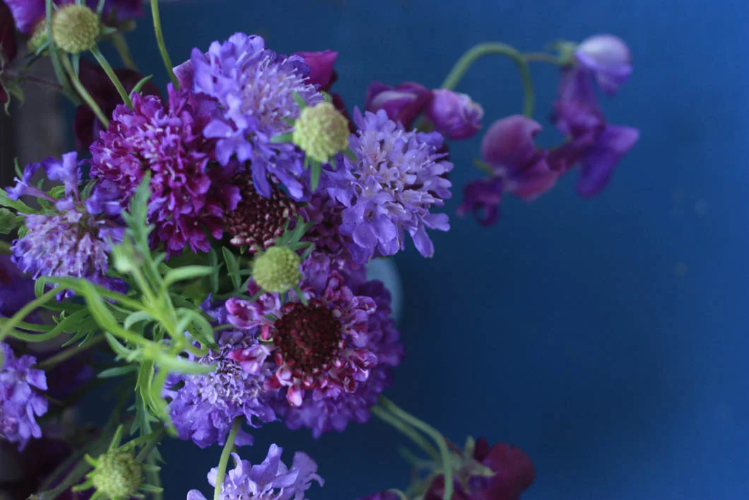 scabiosa sweet peas 3