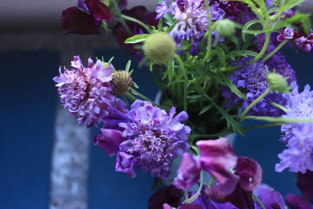scabiosa sweet peas 6