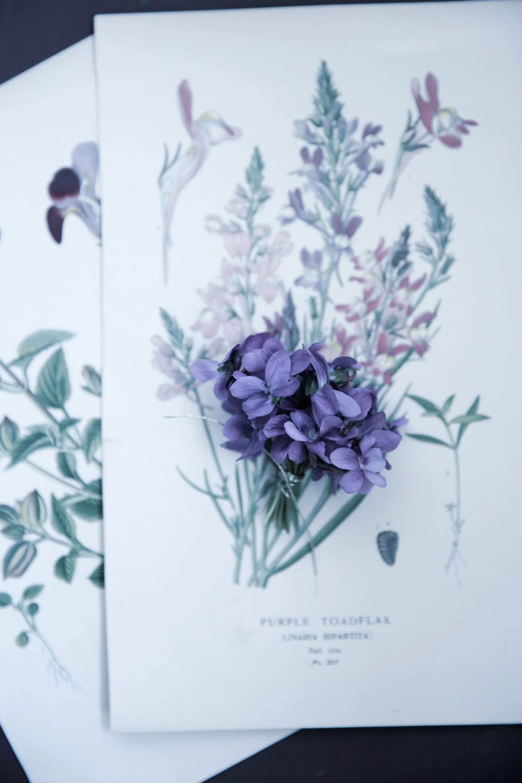 Blog Elodie Love Floral Photography