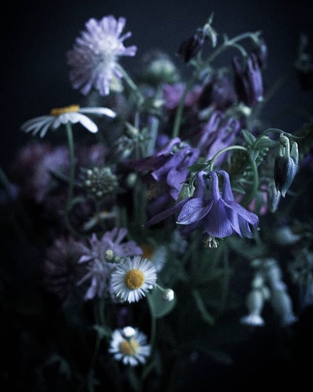 I am so excited about the variety of wild flowers in Switzerland.
Nature is sending me a reminder every day that it was definitely the right decision to leave the big city life and move closer to wild life and nature.
.
.
.
#flowerslovethedark #clair