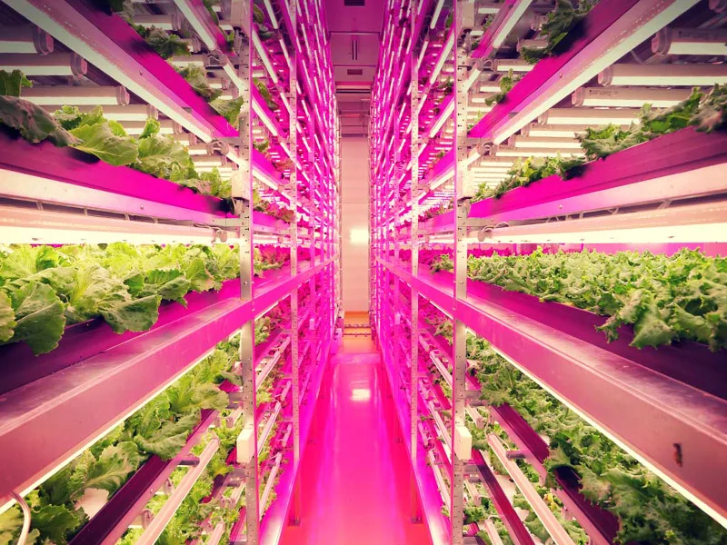 Why do indoor agri in the Philippines? An essay.