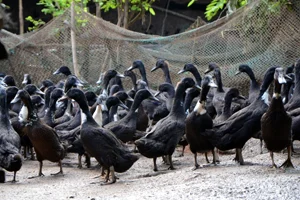 Black Philippine Mallard Ducks (Photo from the Livestock Research Division (LRD), DOST-PCAARRD )