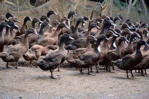 Brown Philippine Mallard Ducks (Photo from the Livestock Research Division (LRD), DOST-PCAARRD )