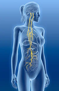 Anatamoy Nervous System.jpg