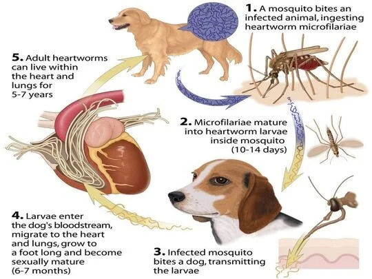 Mosquito Bites Severe Heartworms In Dogs Mosquito Bites Dogs With - Main Image