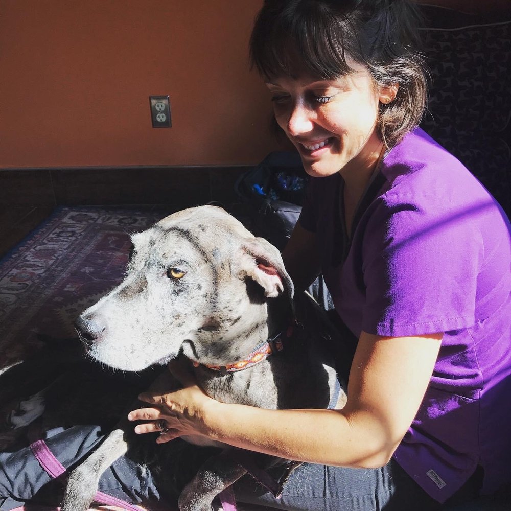 Can You Pull A Dogs Teeth Without Anesthesia