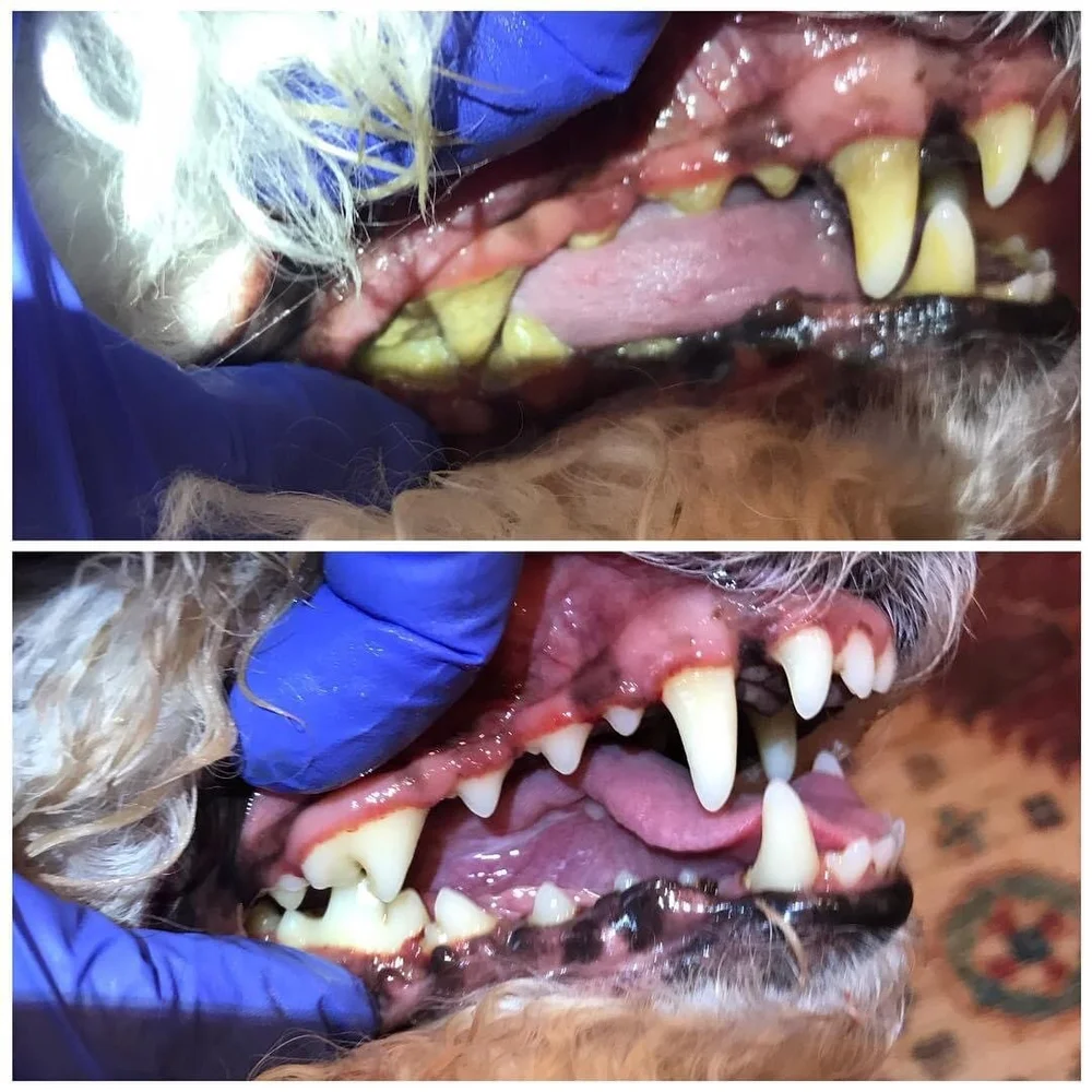 Can Dogs Teeth Be Cleaned Without Anesthesia