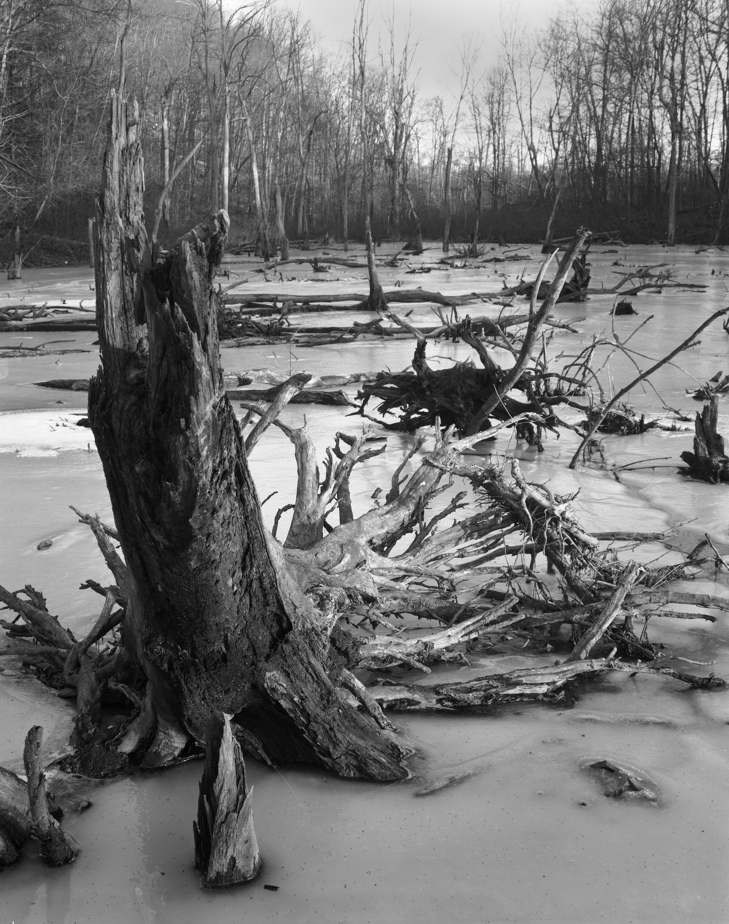 frozenstumps.png