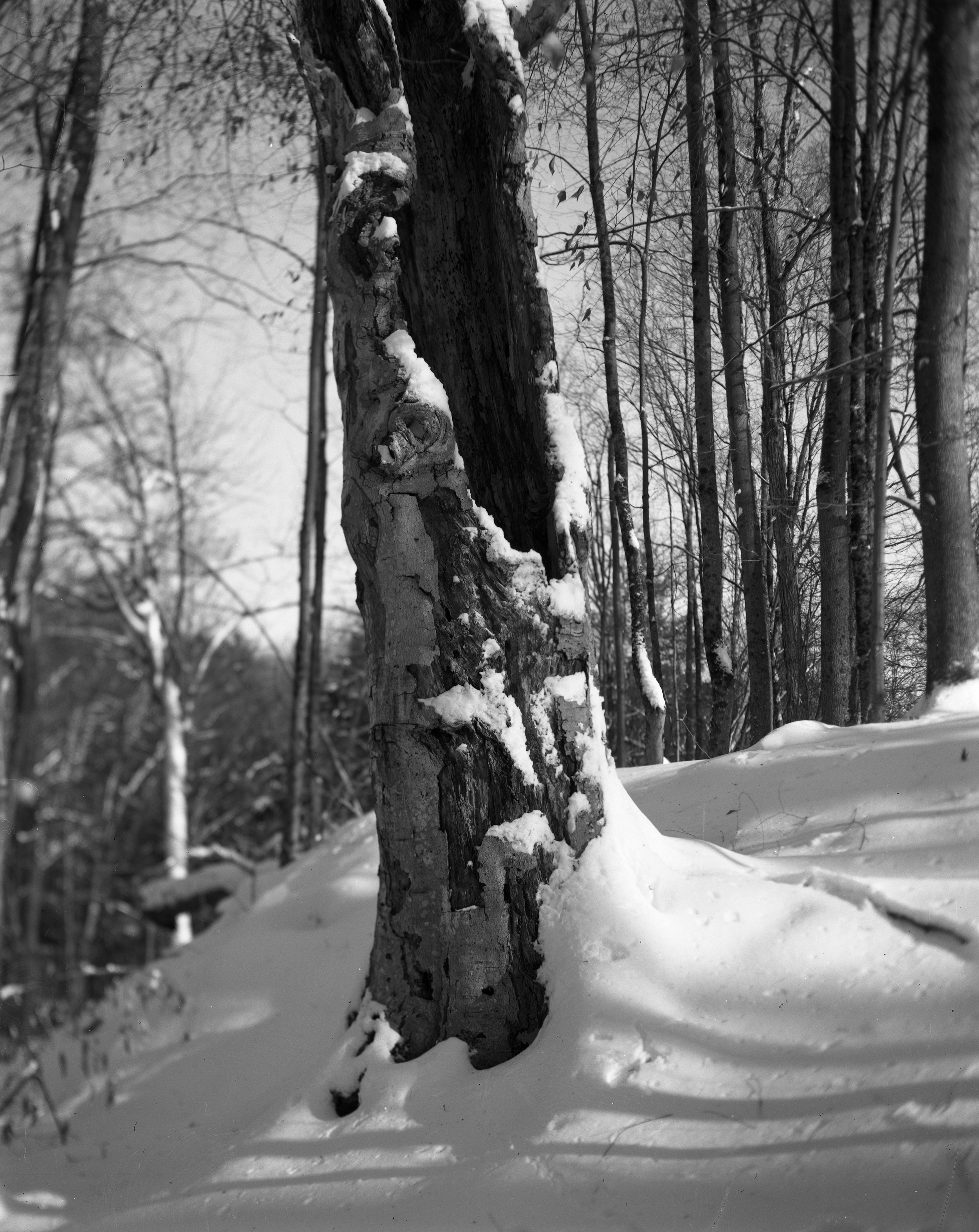 deadtreeguilfordwinter18'.png