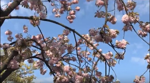 Blossoming trees in spring.jpeg