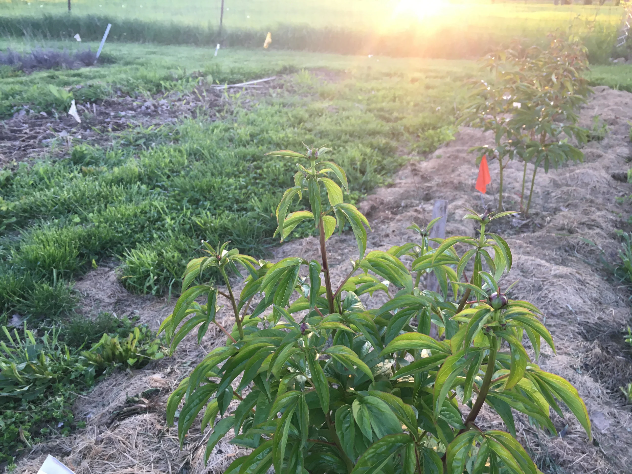 Peonies in the sunset. <Swoon>