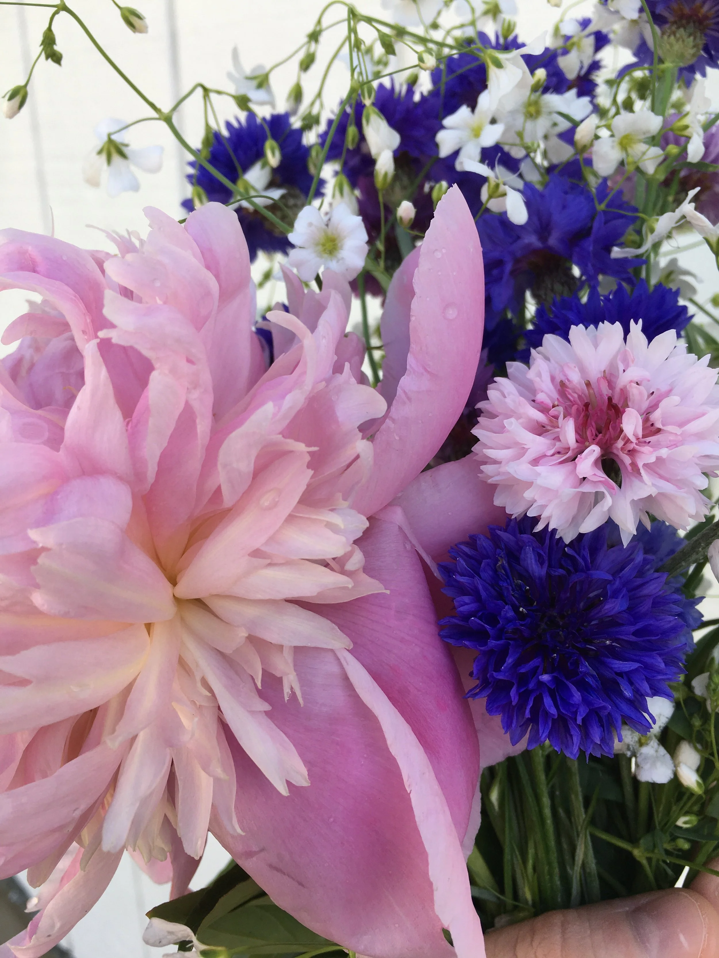 peony 5.29.jpeg