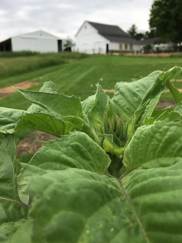 sunflower 6.13.19.jpg