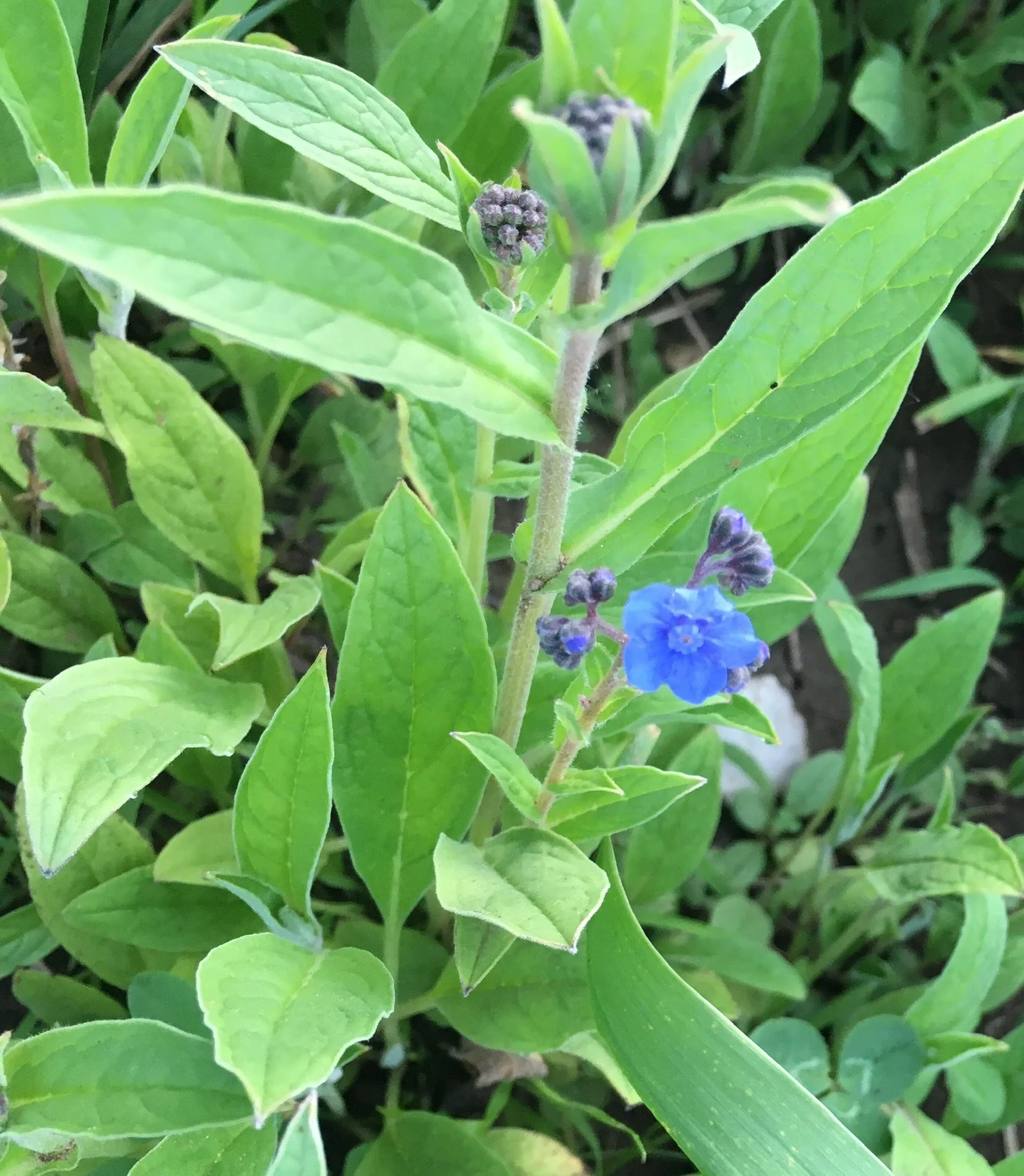 Chinese forget-me-nots breaking open in the field.