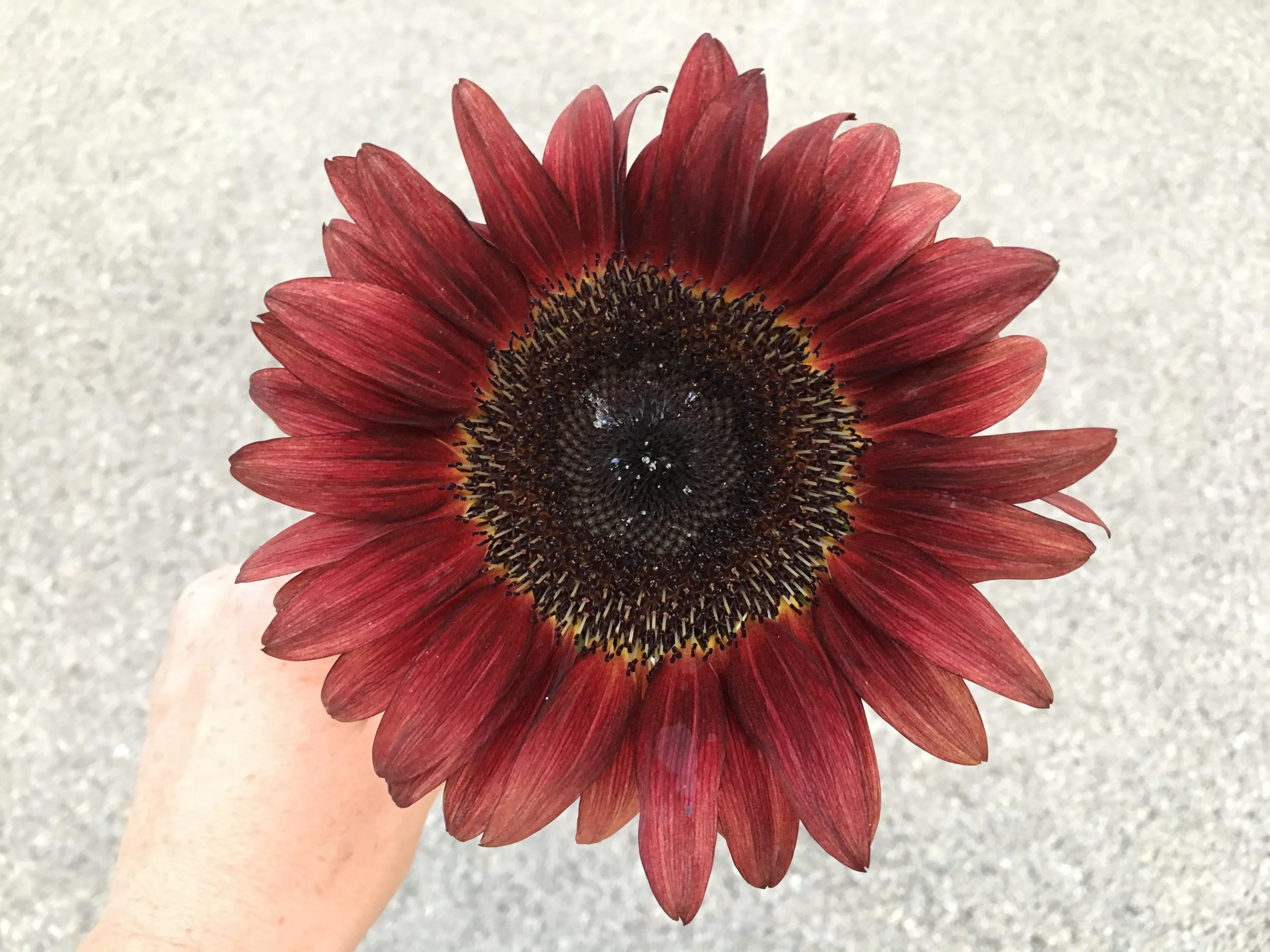 sunflower red 7.28.19.jpg