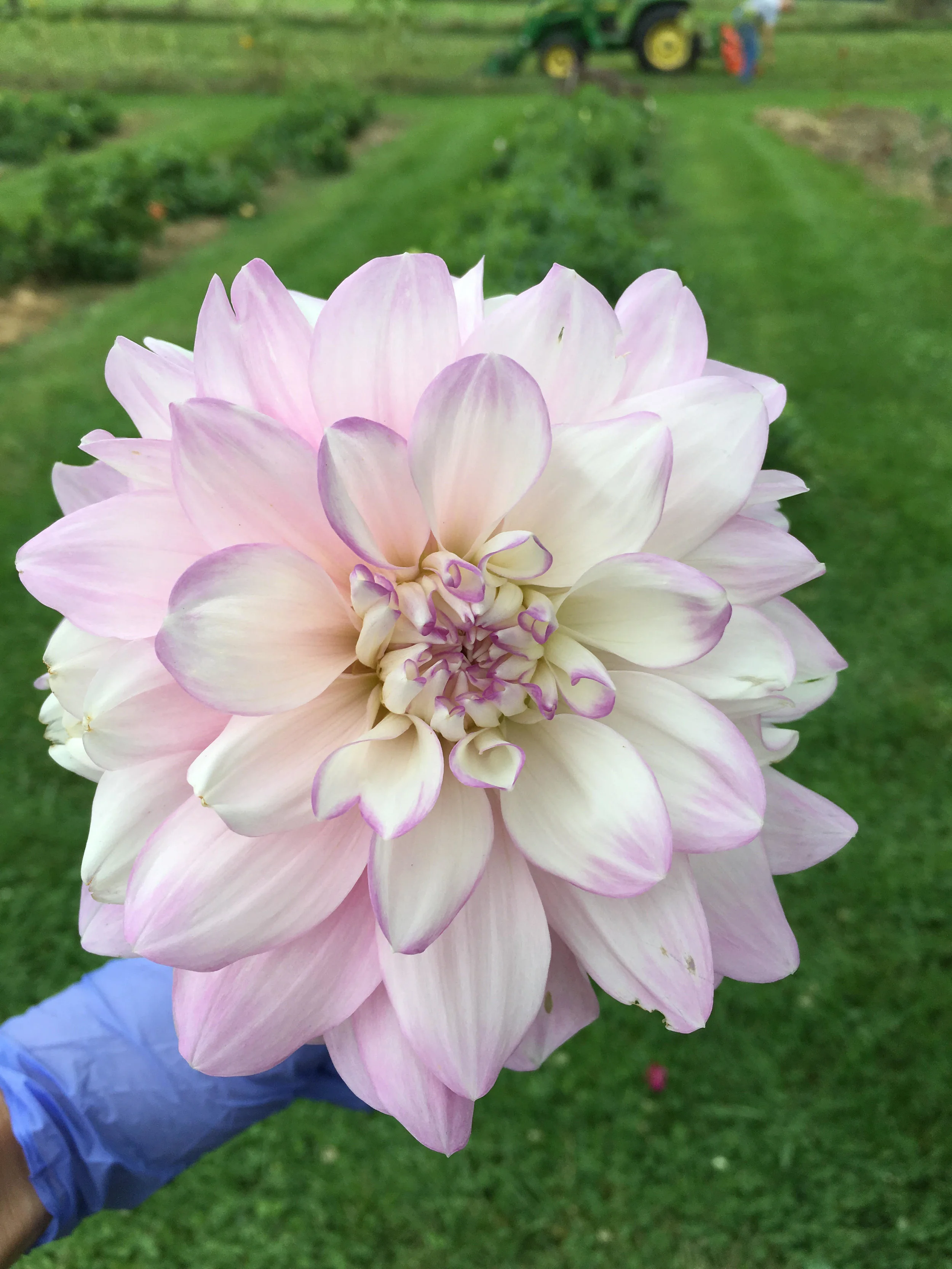 9.1.19 dahlias.jpg