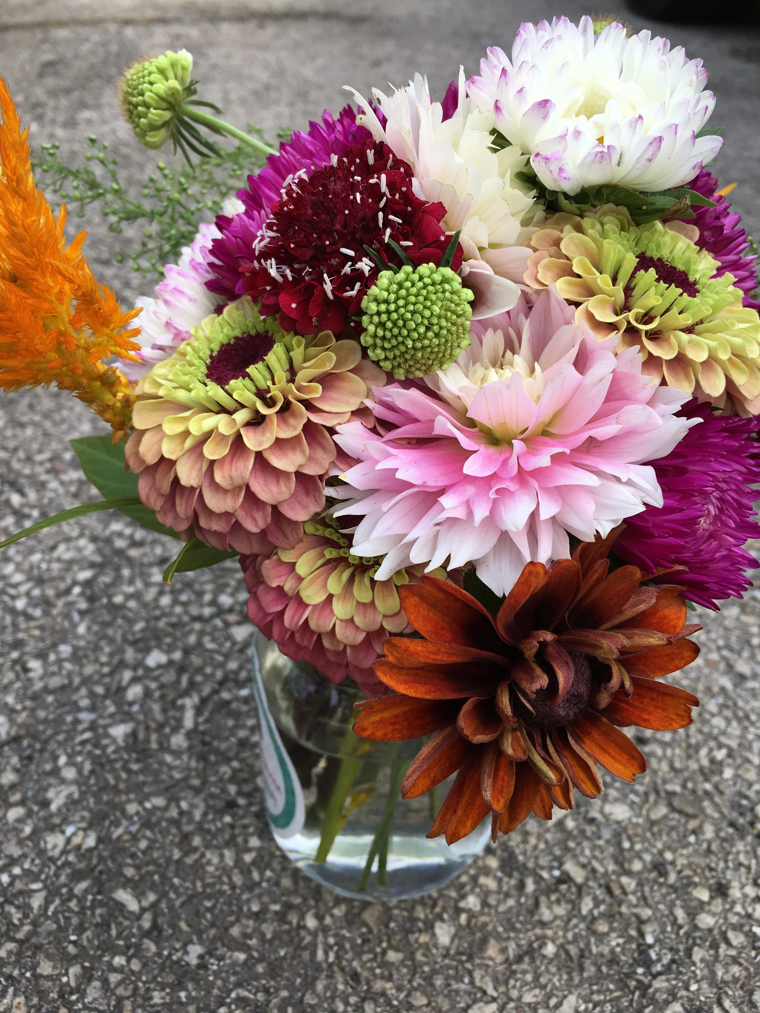 8.27.19 dahlia queen special order.jpg