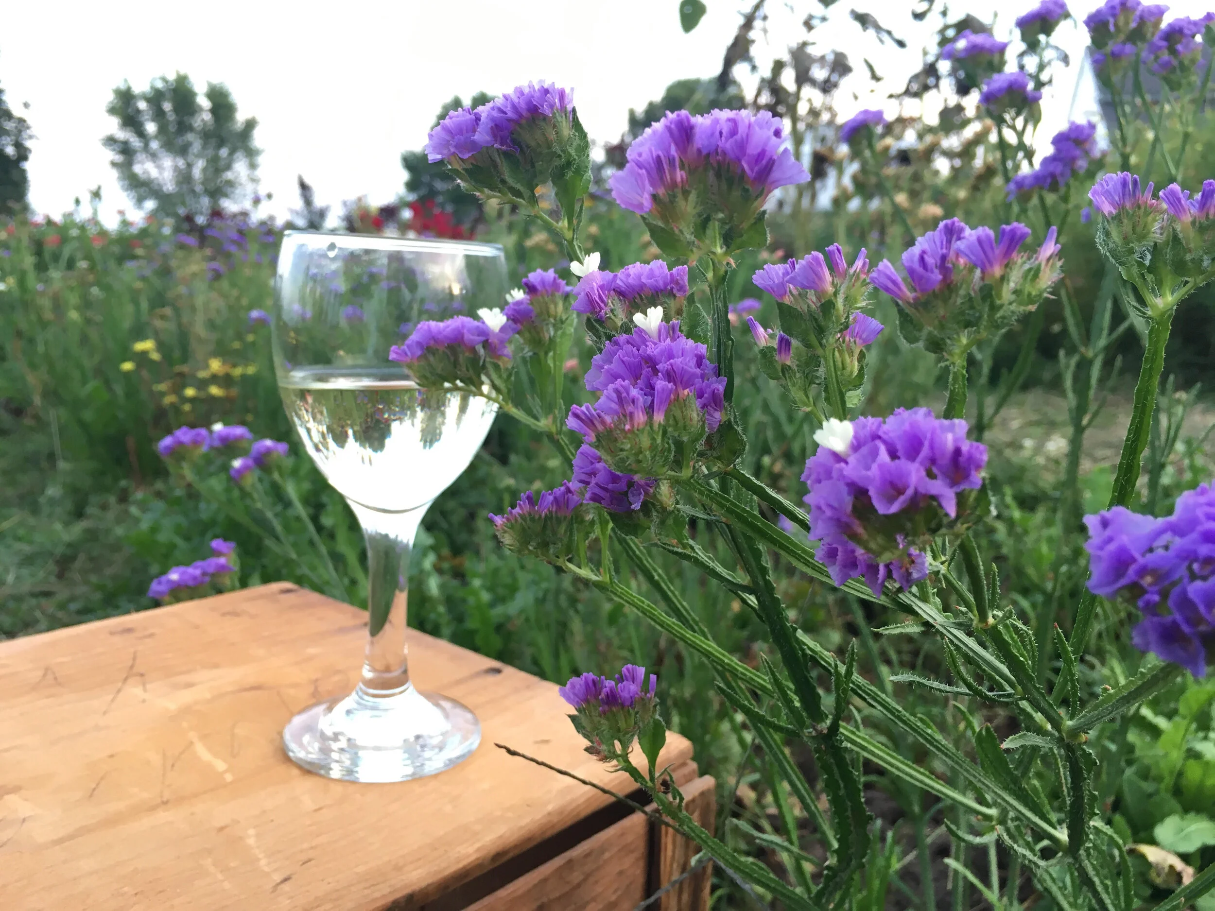 9.12.19 wine and statice.jpg