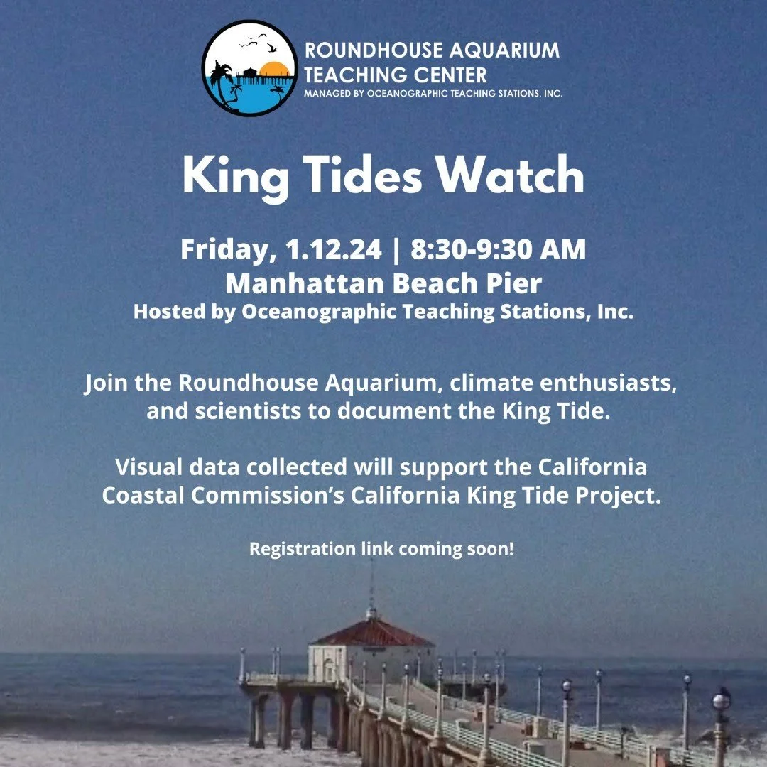 Roundhouse Aquarium: King Tides Watch