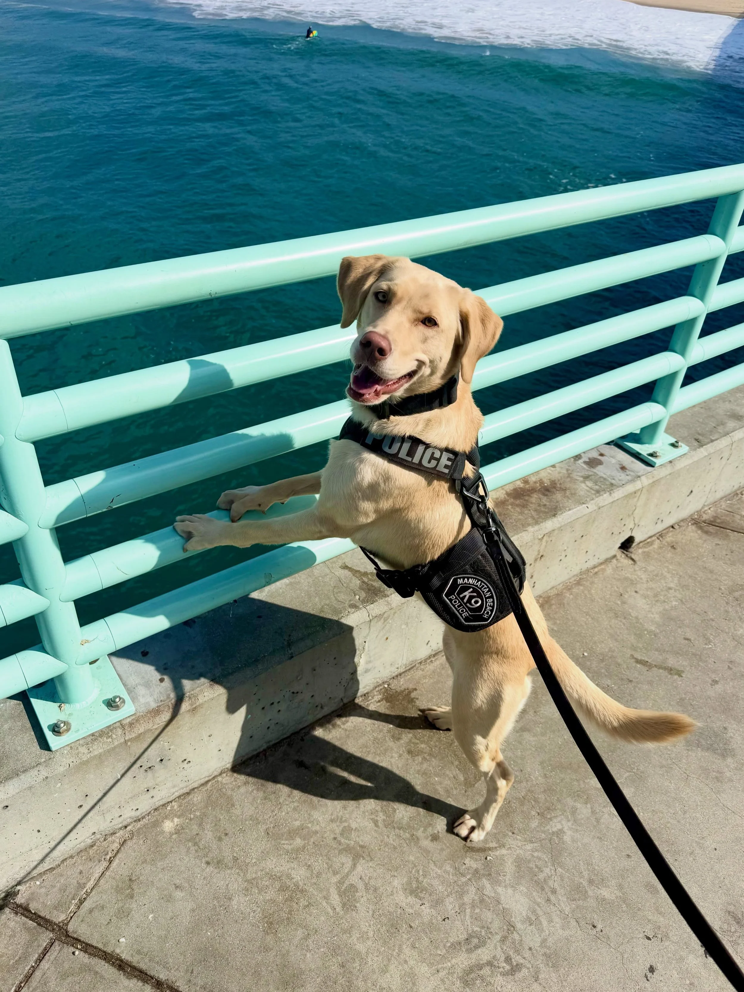 🚨Paws on patrol. 
Officer Rio 🐾 🌊 has the best beat in town! 
Thx @mbpdk9 for keeping the pier and Roundhouse Aquarium safe for everyone. 💙

#footbeat 
#k9 
#pawsonpatrol 
#dogsofinstagram