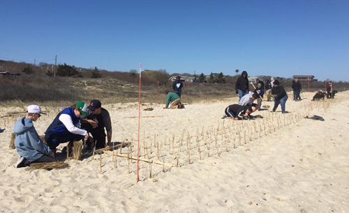 Beach Grass Planting
