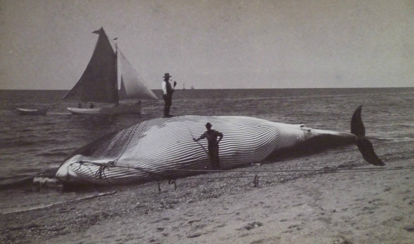 driftwhale.jpg