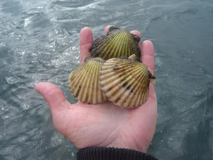 BAYSCALLOPS.jpg
