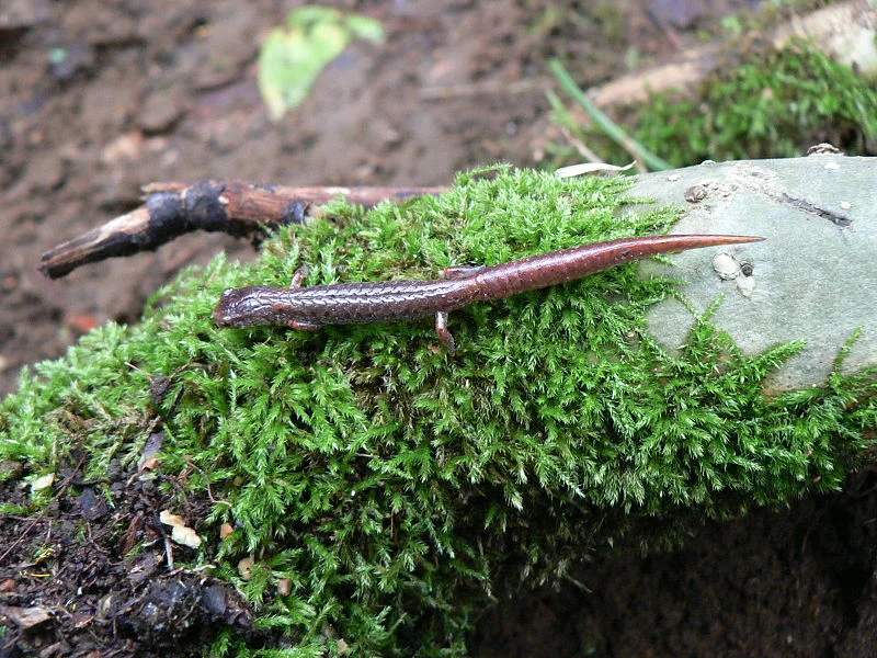 Four-toed Salamander (Biojoe56)