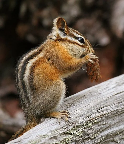 Chipmunk (Phil Armitage)