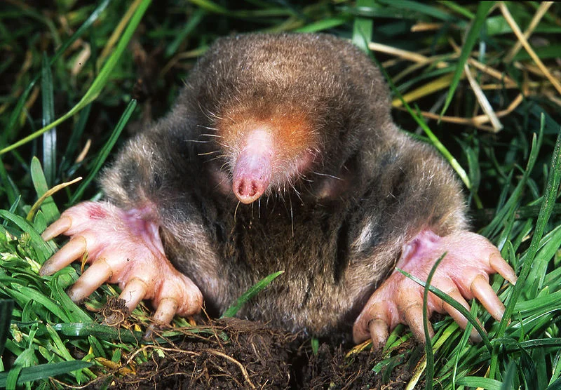 Eastern Mole (Ken Catania, Vanderbilt)