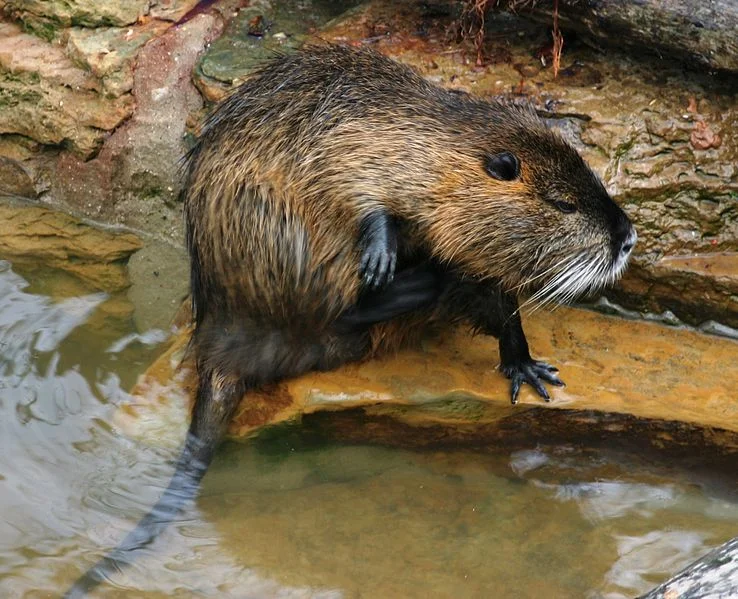 Muskrat (Les Meloures)