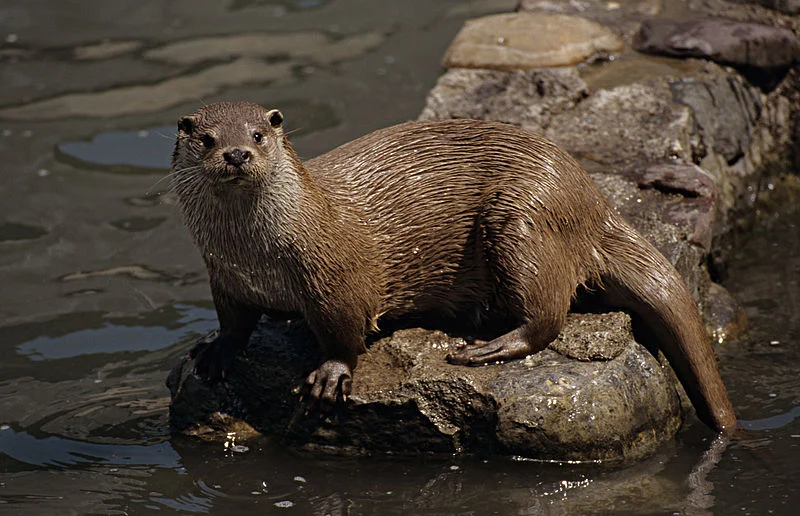 Otter (Foto-Ardeidas)