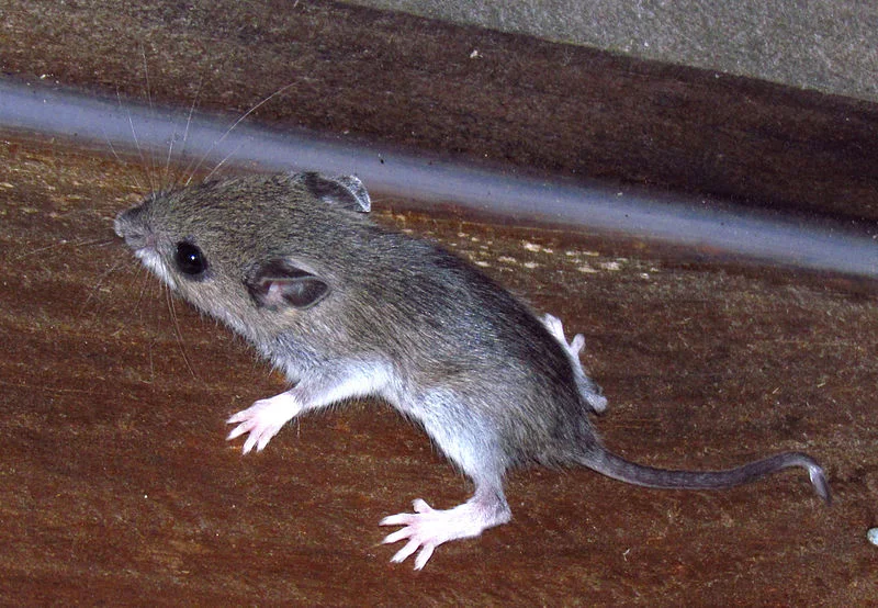 White-footed Mouse (D. Gordon E. Robertson)