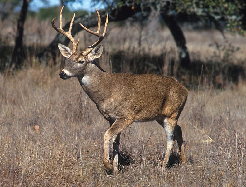 White-Tailed Deer (USDA, Scott Bauer)