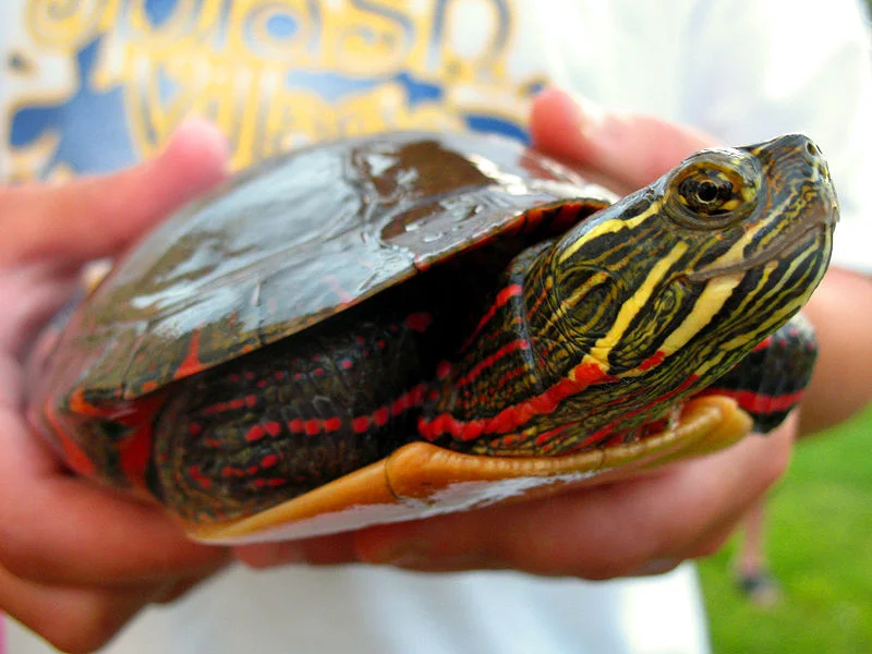 Painted Turtle (Dustykid)