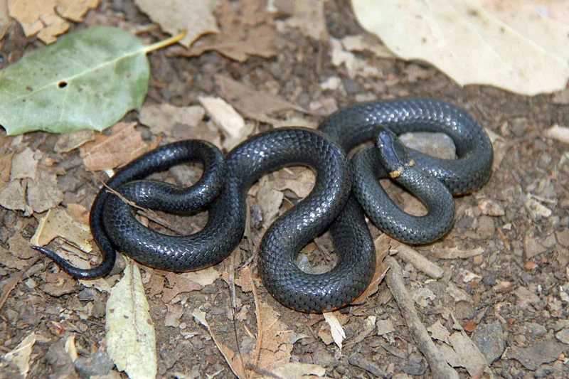 Ring-neck Snake (Greg Schechter)