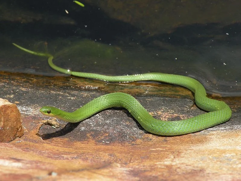 Smooth Green Snake (Martha Dol.)