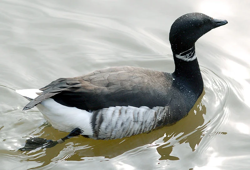 Atlantic Brant (Adrian Pingstone)