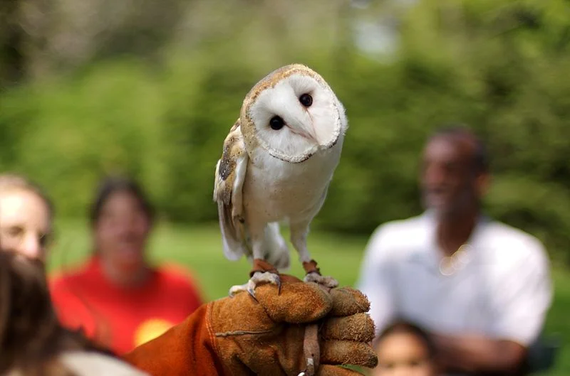 Barn Owl (Jeff Kubina)