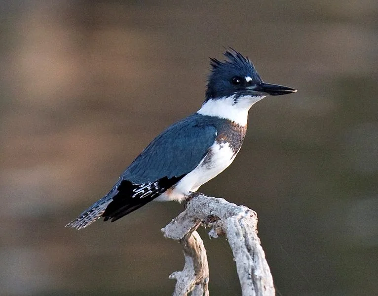 Belted Kingfisher (Kevin Cole)