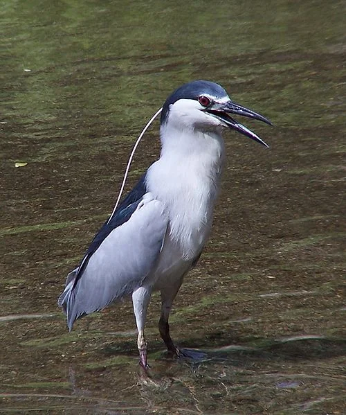 Black-Crowned Night Heron (Charles Lam)