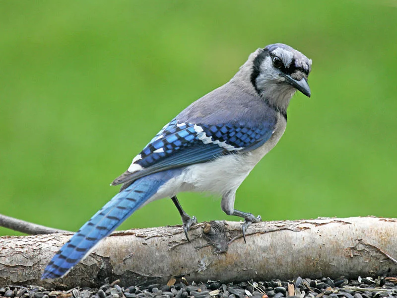 Blue Jay (Dick Daniels)