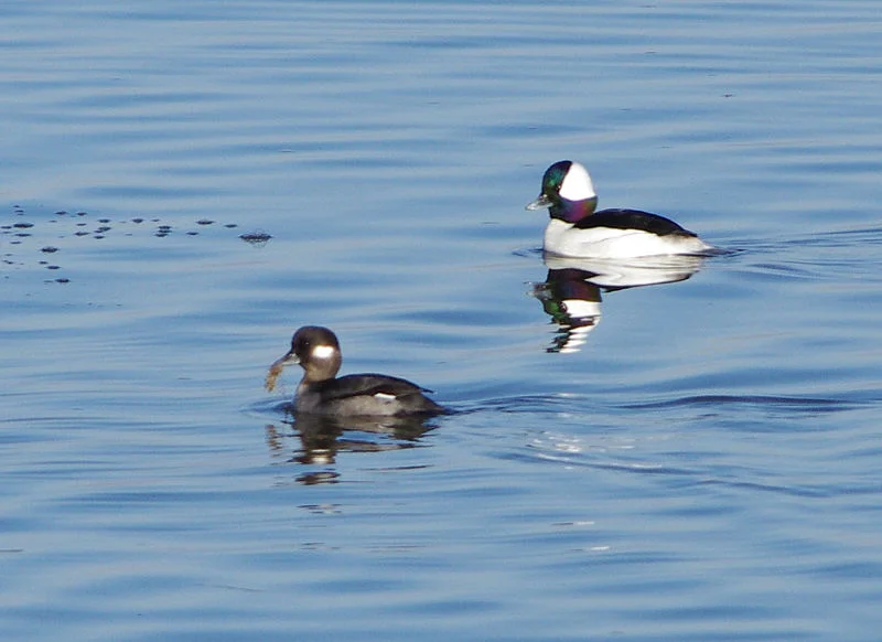 Bufflehead (Albert Herring)